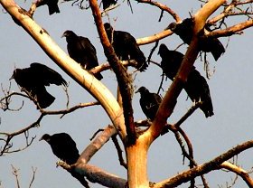 Ignoring The Hungry Buzzards