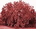 Mulberry Tree