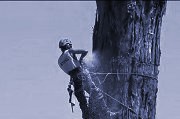 Giant Tree Felled
