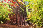 The Giant Tree